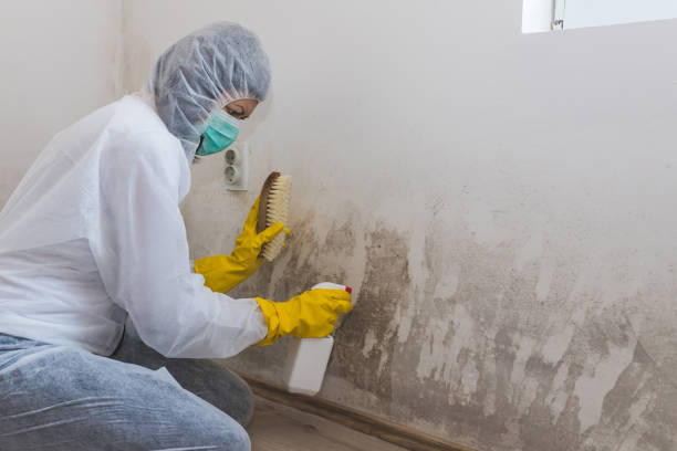 Best Mold Removal and Inspection  in Owingsville, KY