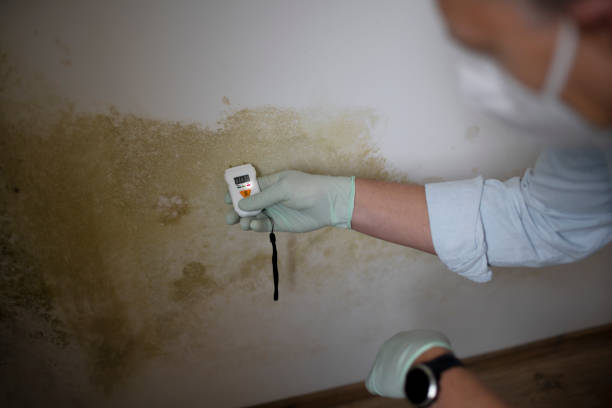 Best Black Mold Removal  in Owingsville, KY