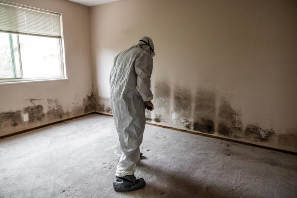 Mold Removal Process in Owingsville, KY