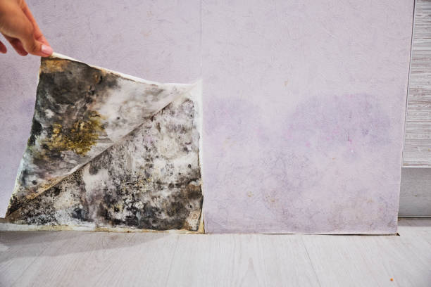 Best Mold Damage Repair  in Owingsville, KY